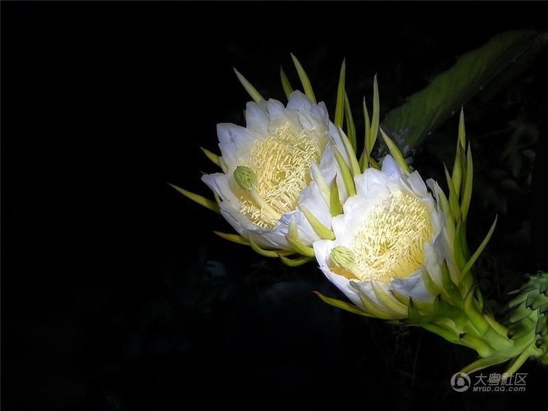 "龙吟九霄"还附上了科普知识:"火龙果像昙花一样,在晚上九点开始绽放