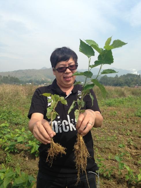 桑树种植比较