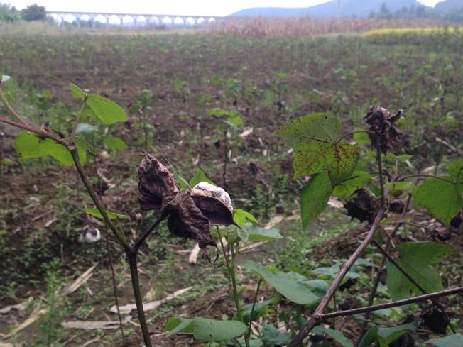 仁化县董塘镇高宅村，一块重金属污染的试验田上种植的棉花，据工作人员介绍，这块地试验种植棉花已2年，但棉花长势很差，难以存活。