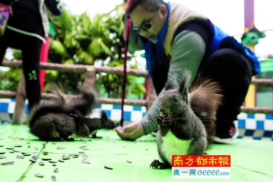 高伟雄在太太的陪伴下来到百万葵园游玩。