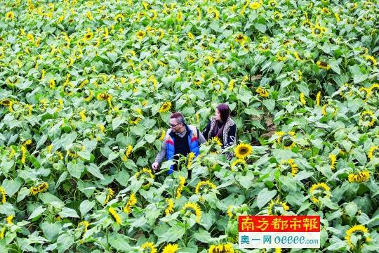 高伟雄与太太徜徉在葵花海洋中。