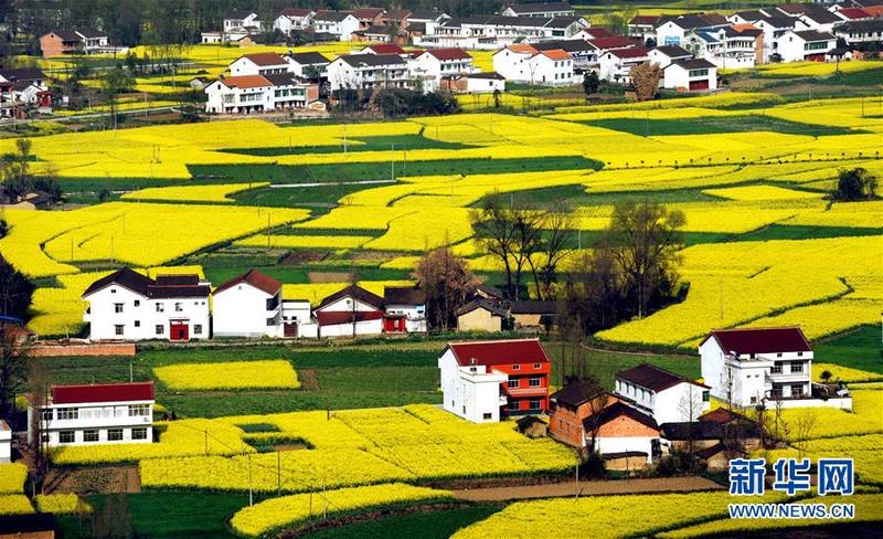 月25日,游人在汉中市南郑县阳春镇陈村油菜花观赏点赏花.