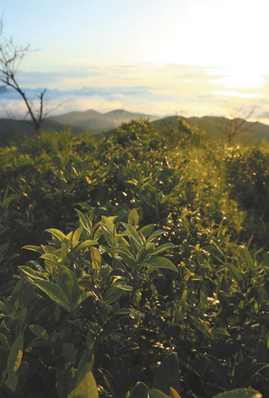 葱葱郁郁的茶树。