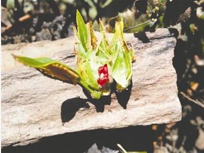 ↑会东杜鹃的花蕾与众不同，“花中花”看起来十分漂亮。