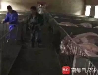 养猪场内情景。视频截图