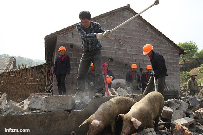 全国猪场环保整治行动，属浙江力度最大。这是2014年拆除猪场现场。（东方IC/图）