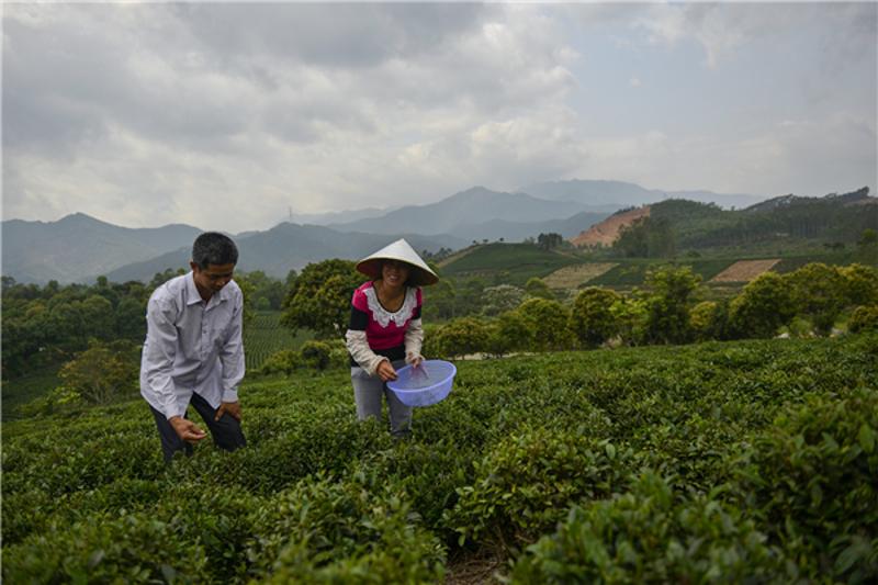 博罗柏塘镇罗塘村，靠种山茶年人均收入超过1万元，实现了脱贫。南方日报记者 王昌辉 摄