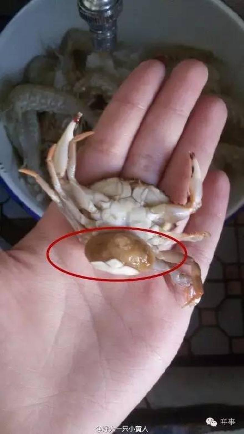 今天有网友在微博上晒出了一只"怀孕"的螃蟹,样子十分奇怪.
