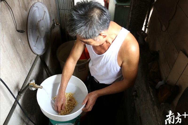 黄豆需浸泡几个小时后才能开始磨成生豆浆。