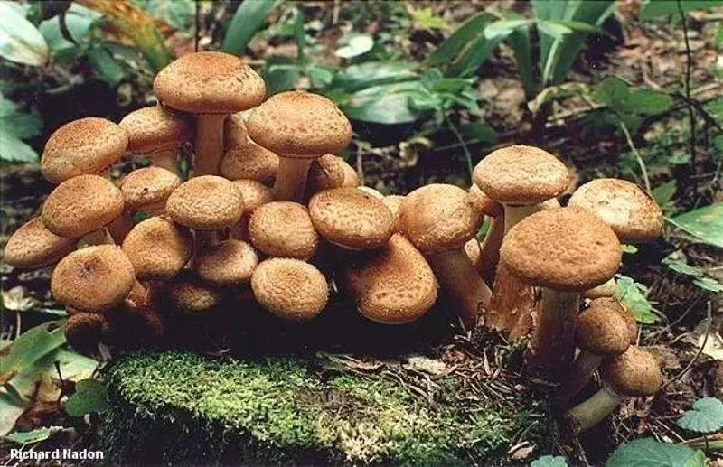 这些奥氏蜜环菌只是庞大地下王国的冰山一角。图片：mushroomexpert.com