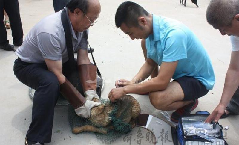 在青岛 ，宠物医生给流浪狗注射狂犬疫苗。