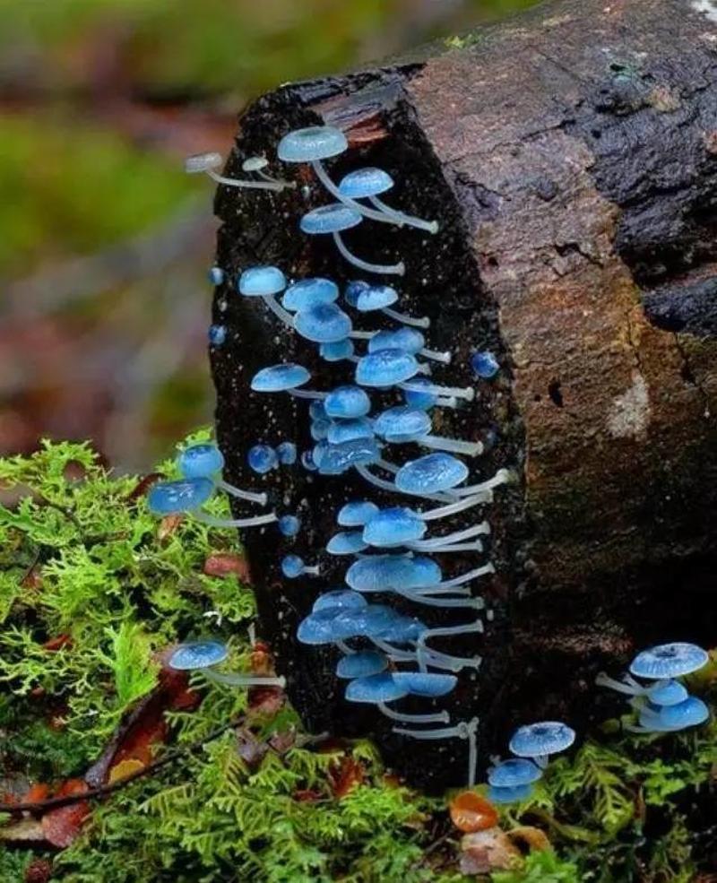 群生的炫蓝蘑菇，足见其小。图片：blogspot.com