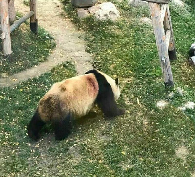 网友微博发布的受伤的熊猫图片