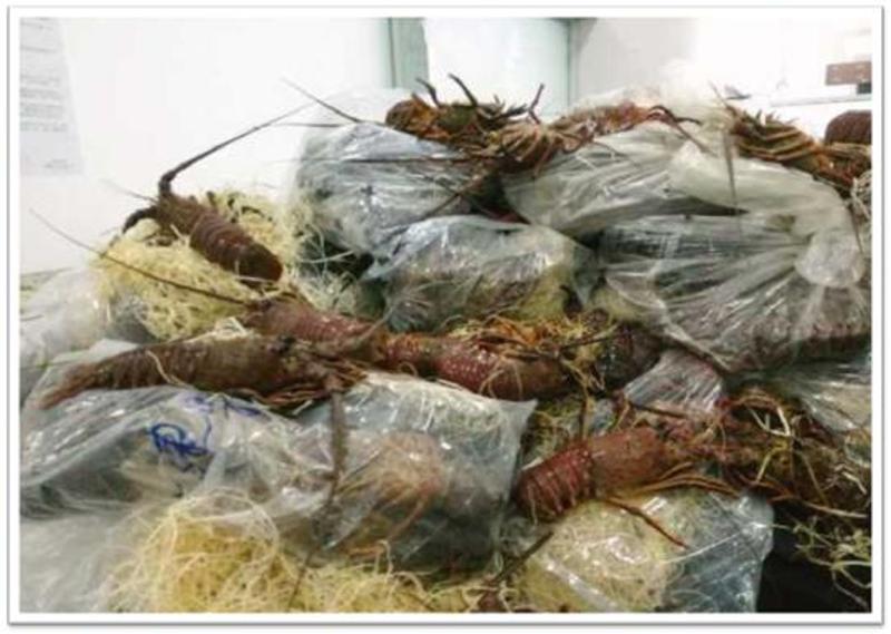 曾经有一天查获了2.6吨龙虾