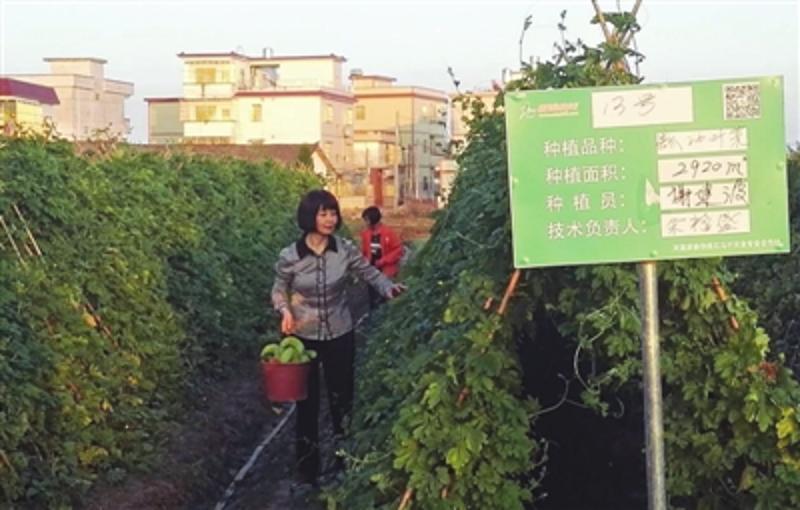 周金苔在石马村无公害蔬菜基地帮村民采摘蔬菜