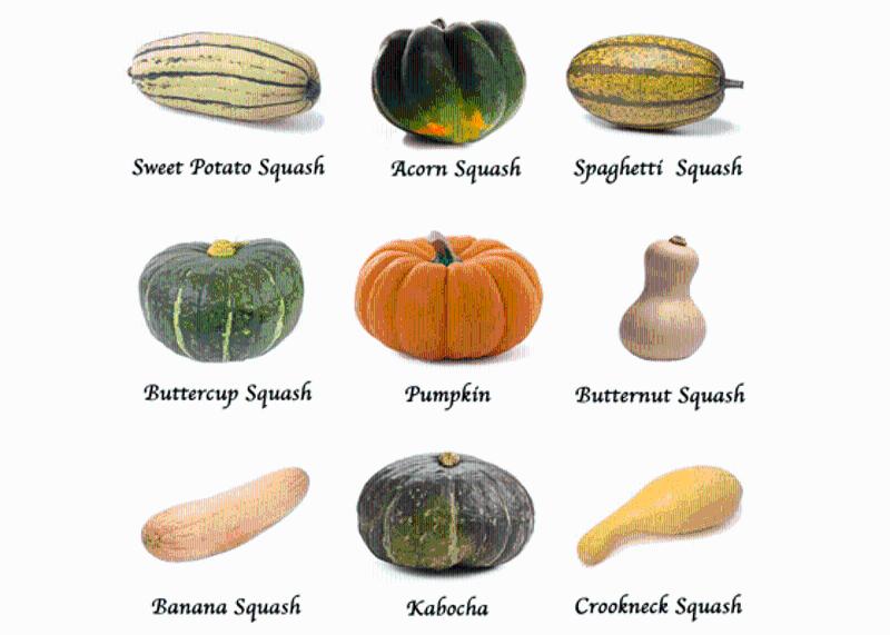 南瓜pumpkin是squash的一种.图片:vanwhole-produce.com