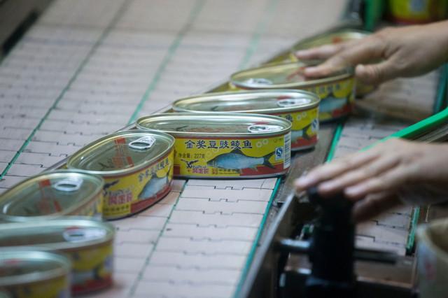 位于广州从化的鹰金钱豆豉鲮鱼罐头生产线上，工人们将鲮鱼称重后入罐。（南都记者 谭庆驹 摄）