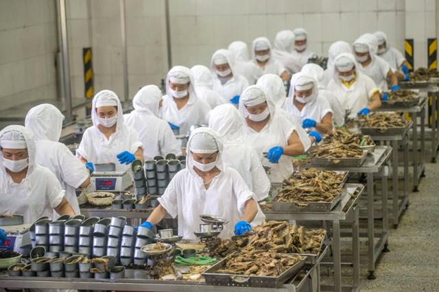 位于广州从化的鹰金钱豆豉鲮鱼罐头生产线上，工人们将鲮鱼称重后入罐。