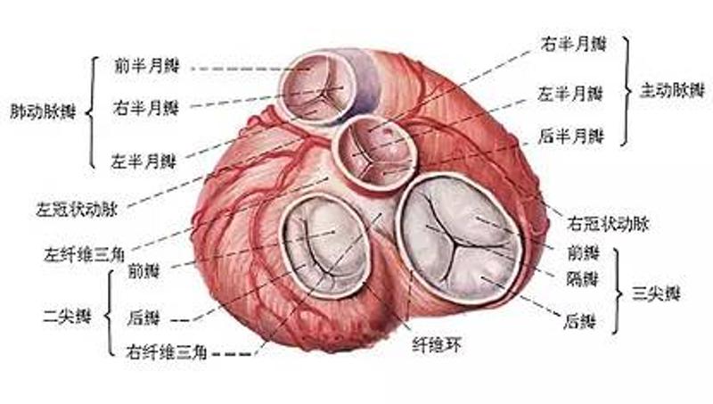 心脏瓣膜是心房和心室之间的阀门,它们的作用是确保血液有序地单向