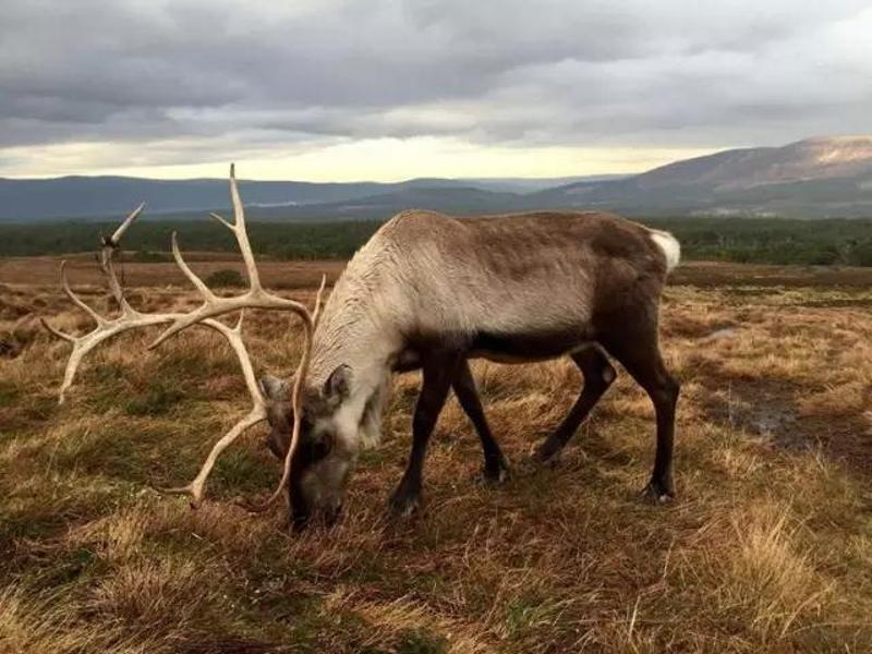 Shot by Alastair B. in The Cairngorms, Scotland