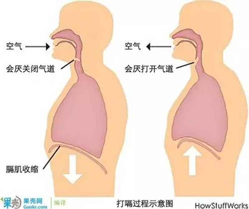 打嗝时，膈肌收缩，空气快速吸入肺内的同时会厌关闭气道。图片来自HowStuffWorks