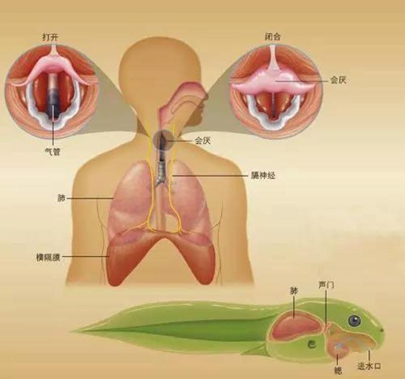 人打嗝时，与蝌蚪通过鳃泵水时声门关闭的机制相似。图片来自《环球科学》