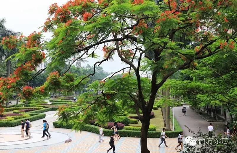 凤凰花开时节 校园一景 来源：白云学院官网