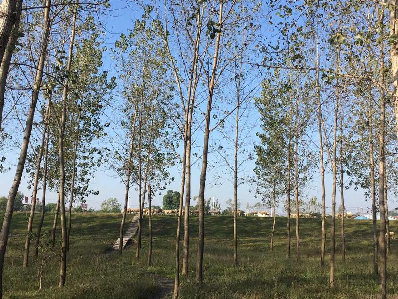 科达洁能在安徽马鞍山的基地，生活区风景优美。