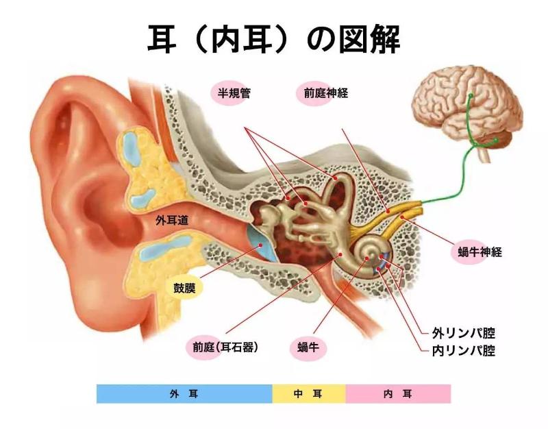 内耳图示