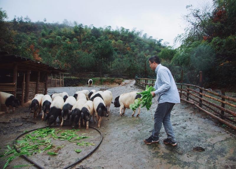 每天的精料食材控制在5-6斤左右，这样既保证了土猪生长需求的营养，又可以保证瘦肉率。