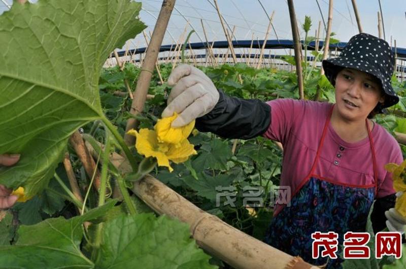 图为农户在为瓜花授粉.茂名日报记者 甘杨松 摄