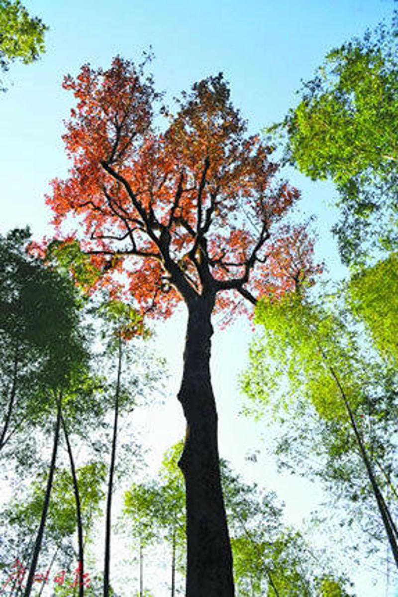 广东千年枫树50米高,树干粗壮4人抱不完