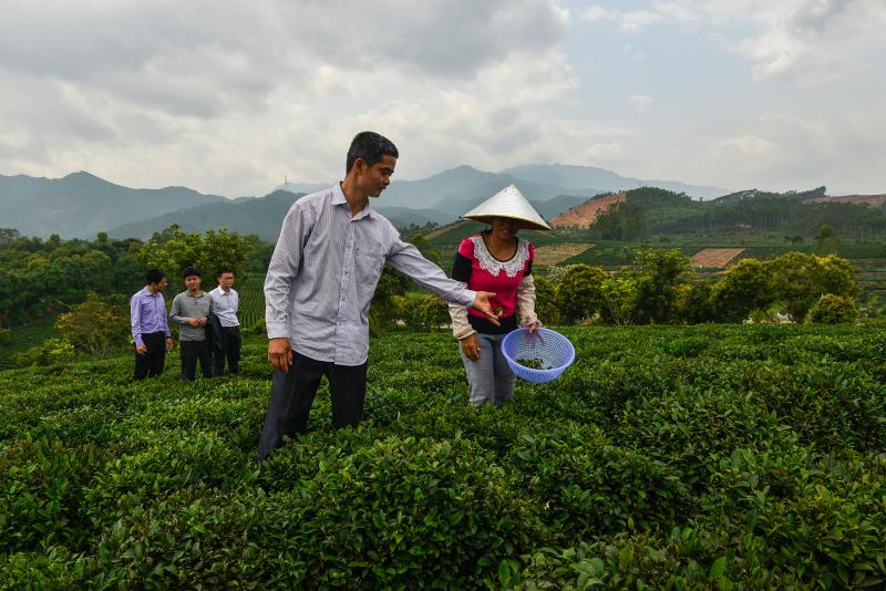 博罗县罗塘村靠种山茶脱贫，年人均种茶收入超万元。南方日报记者 王昌辉 摄