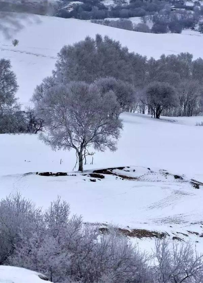 内蒙古居然还有一处比呼伦贝尔更心醉的盛世雪景