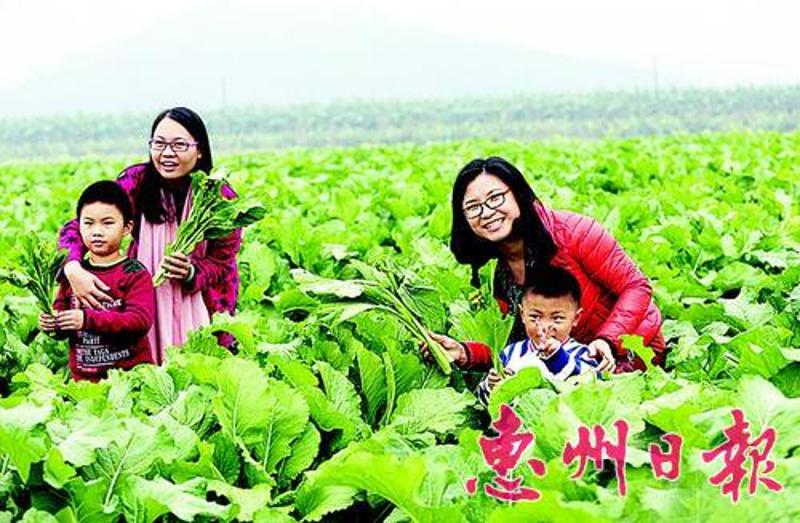 元旦玩转博罗福田菜心旅游节。