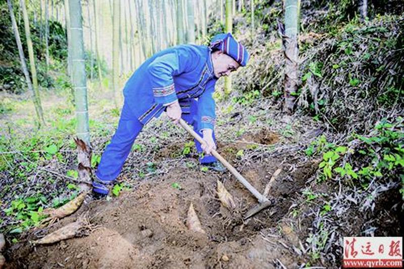 篝火辞旧夜宿瑶乡"过大年" 游竹海挖冬笋 约?