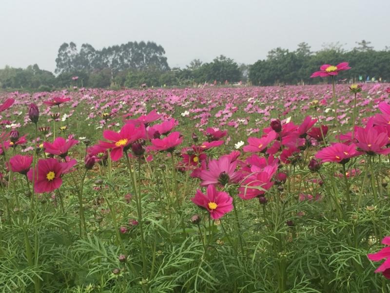 南山镇波斯菊花田正值花期，烂漫盛开。