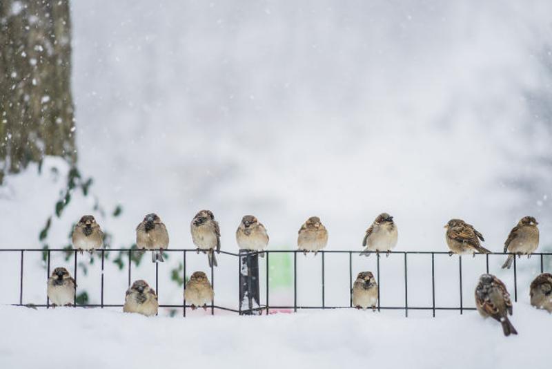 ↑ 1月23日，在美国纽约，麻雀停留在中央公园内的围栏上。 新华社记者李畅翔摄