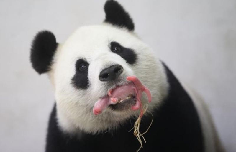 ↑ 6月2日，在比利时布吕热莱特市的天堂动物园，初为妈妈的大熊猫“好好”口叼幼崽。中国旅比6岁大熊猫“好好”6月1日夜间顺利产下一只雄性大熊猫宝宝。作为中比两国的友好使者，大熊猫“星徽”和“好好”2014年2月23日抵达天堂动物园，它们将在这里生活15年。 新华社发（天堂动物园供图）