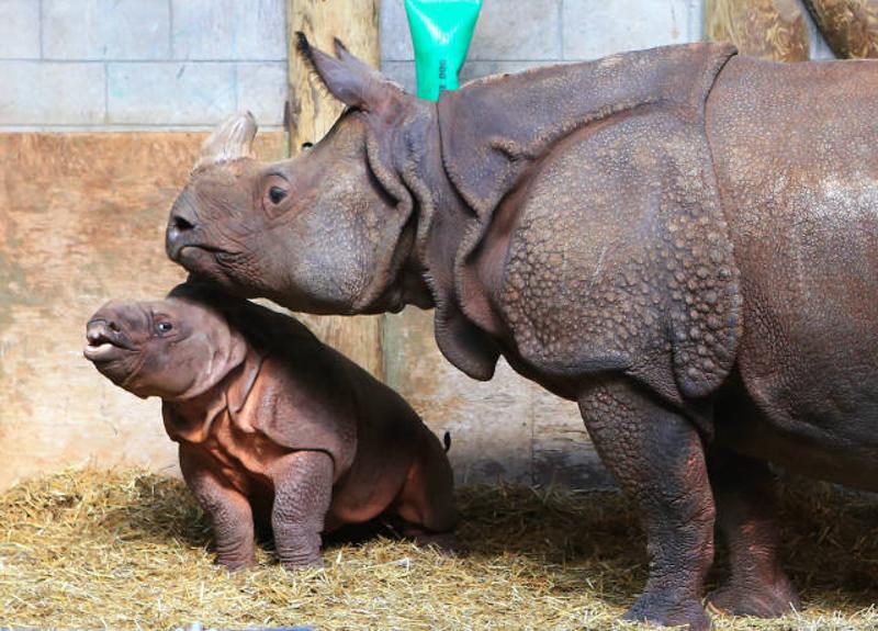 ↑ 5月8日，在加拿大多伦多动物园，一只两个月大的雄性印度犀牛（左）和妈妈在一起。 新华社发（邹峥摄）