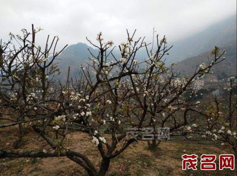 茂名网讯元旦假期,记者走马"广东三华李第一镇"——信宜市钱排镇