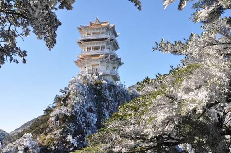 赏冰雪蓝松（龚粤宁/摄）