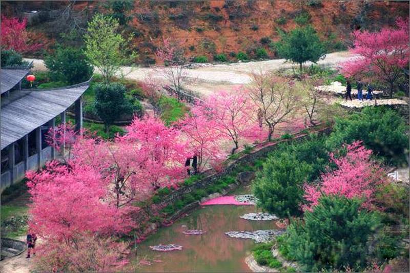 赏樱花（陈纪峰/摄）