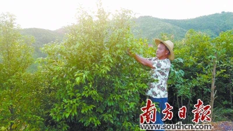 如今，梅州、揭阳等地梅片树种植面积已突破1.6万亩，成为山区群众的“发财树”。 南方日报记者 汤凯锋 摄