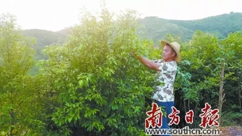 如今，梅州、揭阳等地梅片树种植面积已突破1.6万亩，成为山区群众的“发财树”。汤凯锋 摄