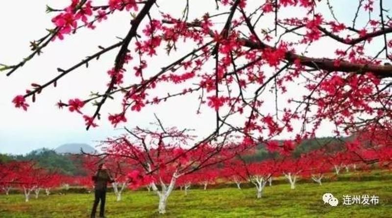 定了！桃花、桂树成为连州市花市树！CQ9电子 CQ9传奇电子(图1)