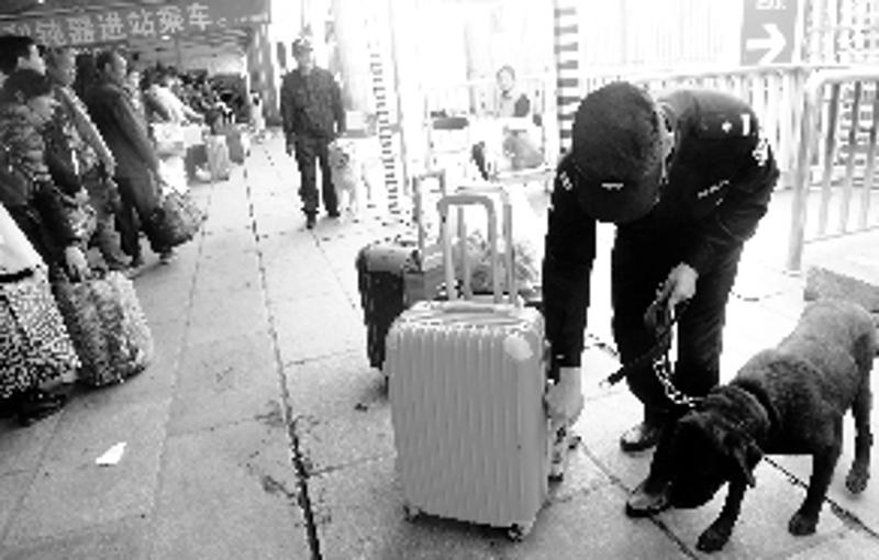 春运期间，干警们每天都会带着警犬对进出站口的可疑行李进行搜寻。
