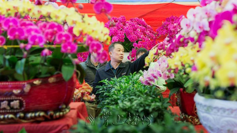 市民在逛花市挑选年花。（连志城 摄）