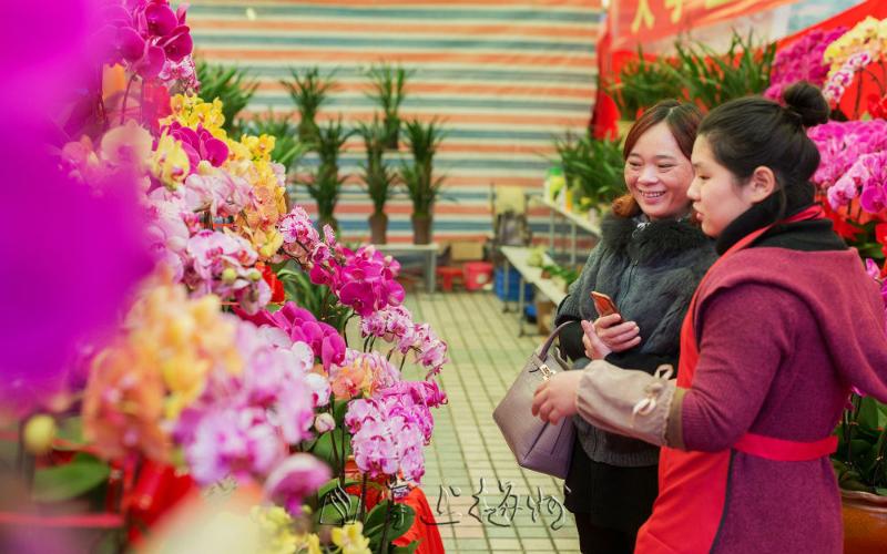 0市民在逛花市上挑选蝴蝶兰。（连志城 摄）