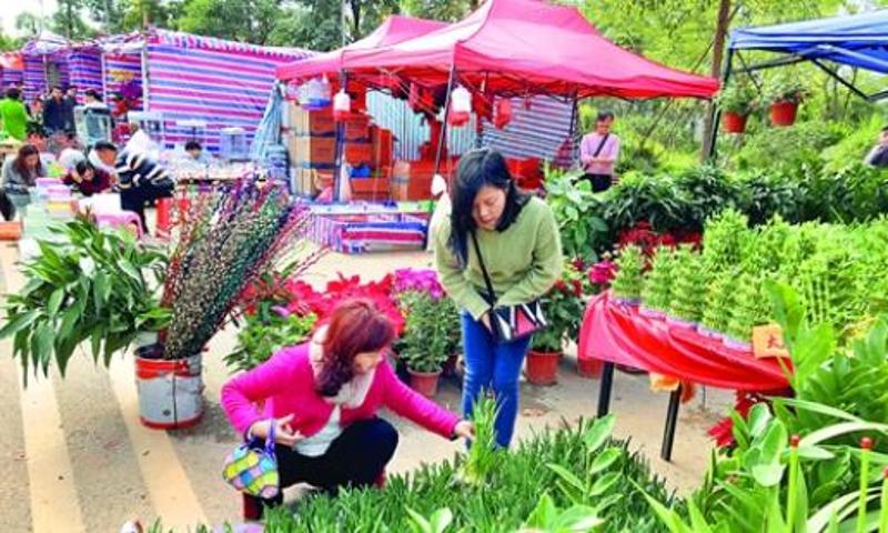 昨日，市民在市区河南岸迎春花市选购年花。杨 熠 摄